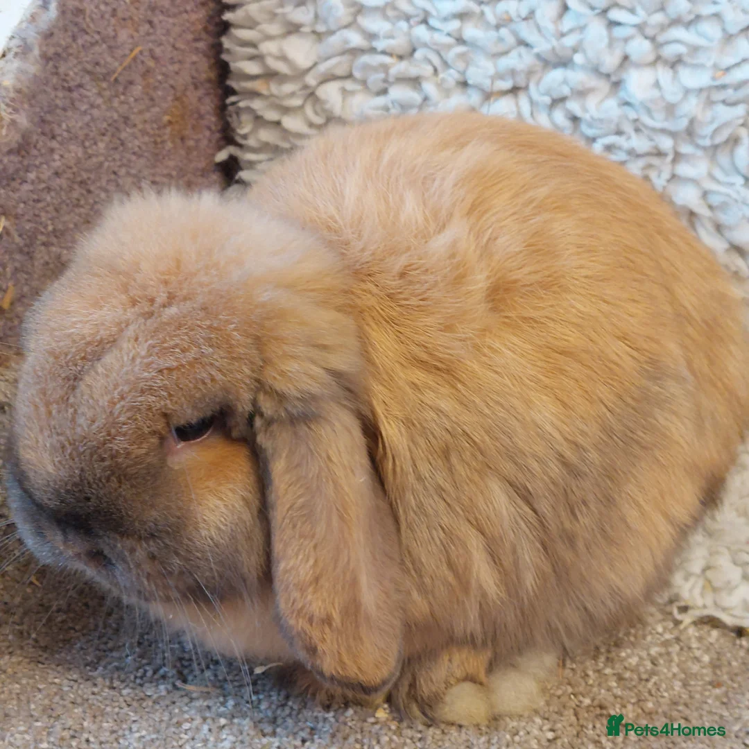 Mini Lop rabbits for sale:  Sold 2 Beautifull minilops  doe &buck - Advert 1