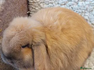 Mini Lop rabbits 2 Beautifull minilops doe &buck - Advert 15