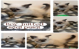 Ragdoll cats for sale: Pedigree Ragdoll Kittens HCM/PKD clear  - Image 8