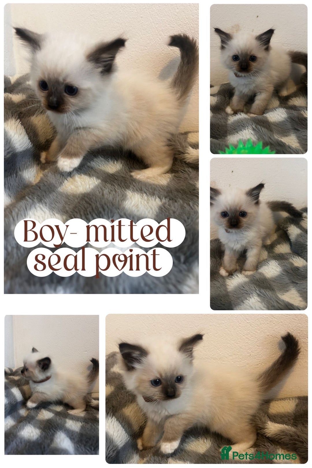 Ragdoll cats for sale: Pedigree Ragdoll Kittens HCM/PKD clear  - Image 8