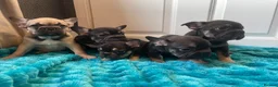French Bulldog dogs for sale: 5 Frenchie pups ready for their forever homes🐶🏡 - Advert 5