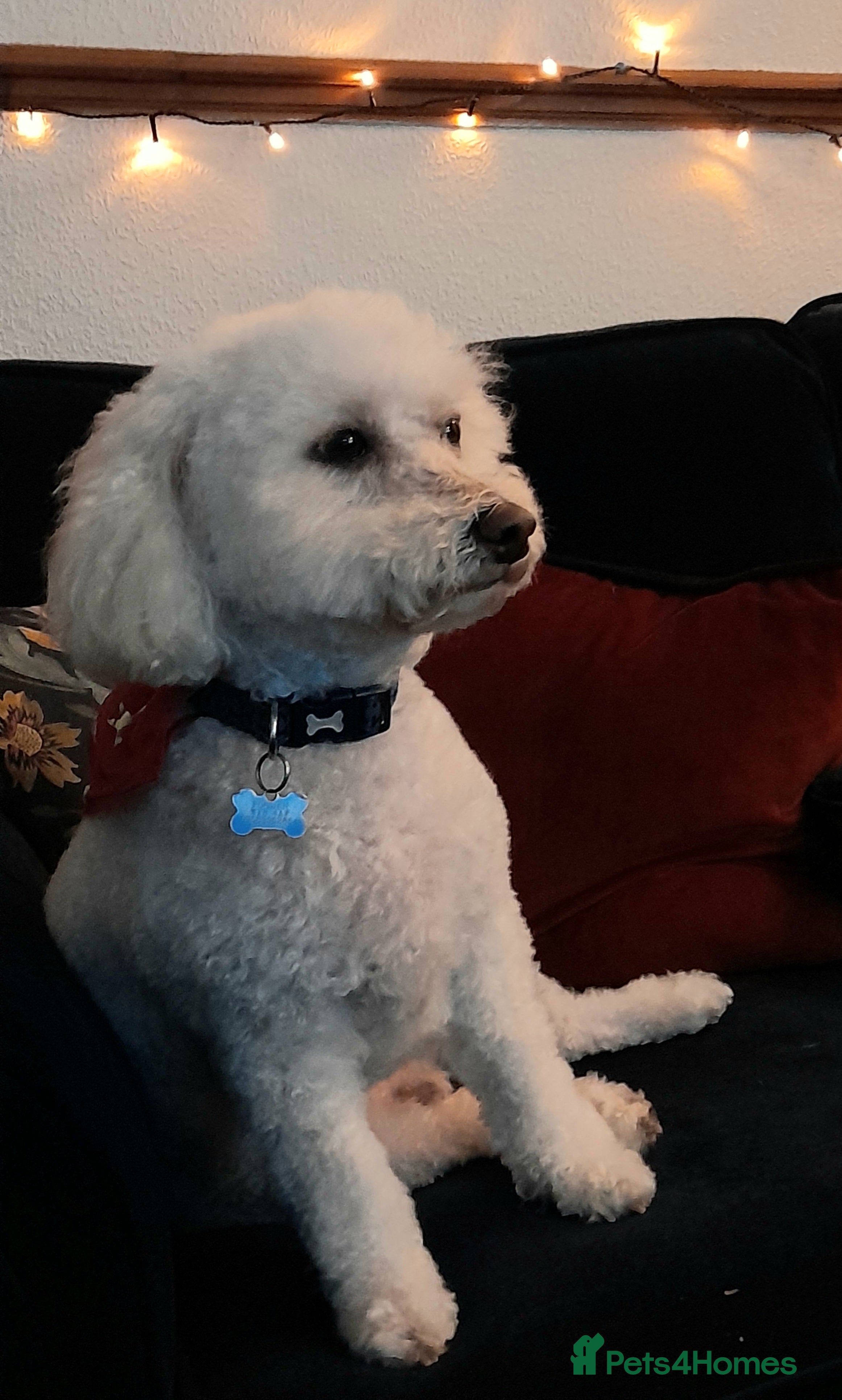 Poochon dogs Lively Poochon for Sale - Advert 2