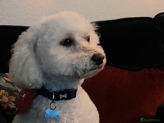 Poochon dogs Lively Poochon for Sale - Advert 5