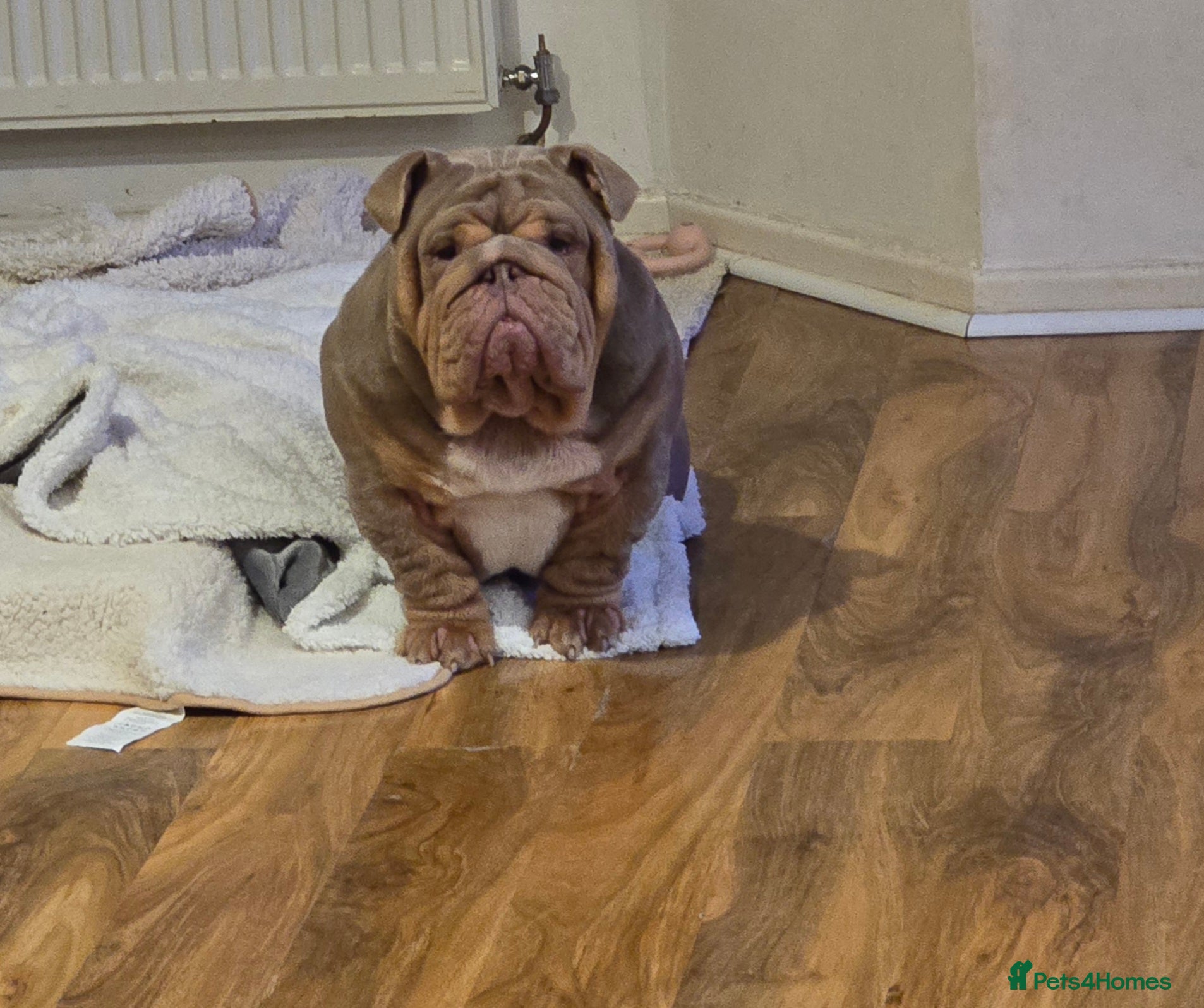 English Bulldog dogs Larry - Advert 3