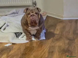 English Bulldog dogs Larry - Advert 3
