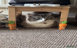 Ragdoll cats for sale: Milo & Smudge - Image 4