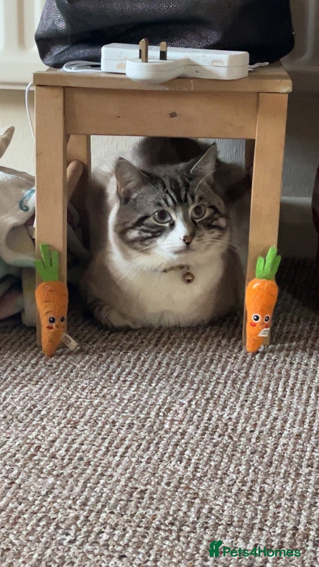 Ragdoll cats for sale: Milo & Smudge - Image 4