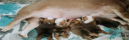 English Bulldog dogs for sale: Beautiful English Bulldog Puppies  in Swindon - Advert 2