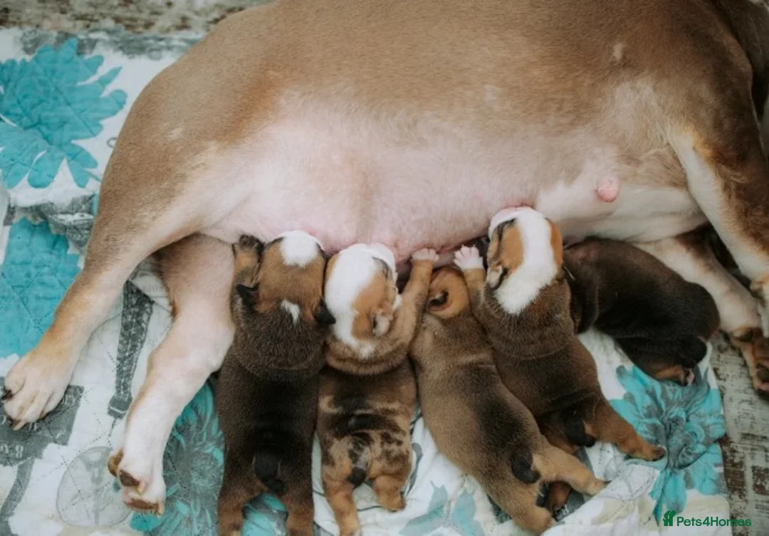 English Bulldog dogs for sale: Beautiful English Bulldog Puppies  in Swindon - Advert 2