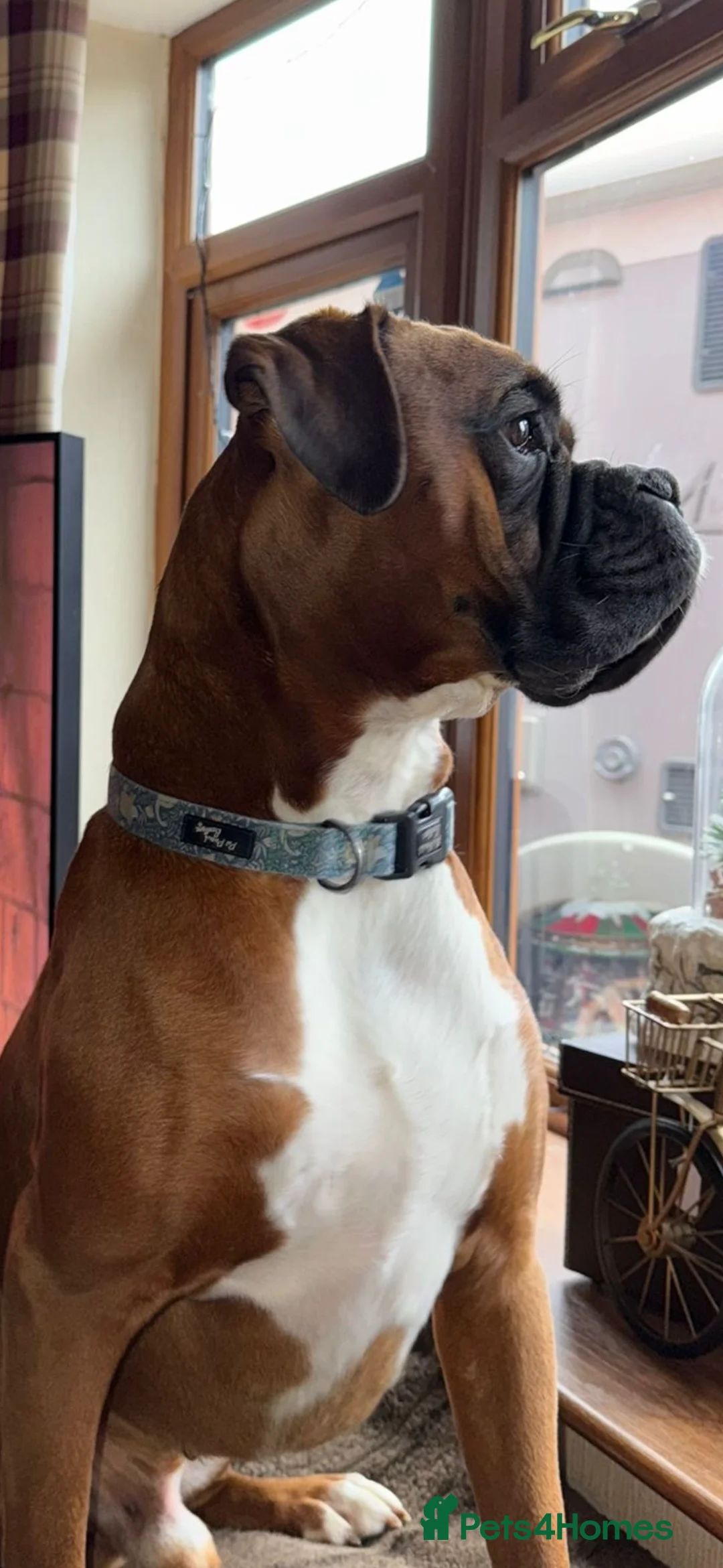 Boxer dogs for stud: Boxer for stud - Advert 2