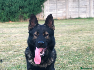 German Shepherd dogs Proven Czech German Shepherd Stud!!! - Advert 8