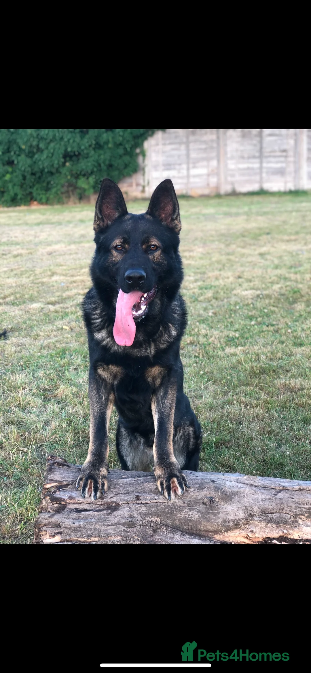 German Shepherd dogs for stud: Proven Czech German Shepherd Stud!!! - Advert 1