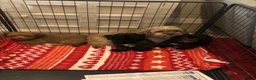 Shihpoo dogs for sale: shihpoo puppies for sale  - Advert 20