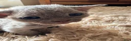 Devon Rex cats for sale: TICA Registered Devon Rex Lilac Kittens  - Advert 10
