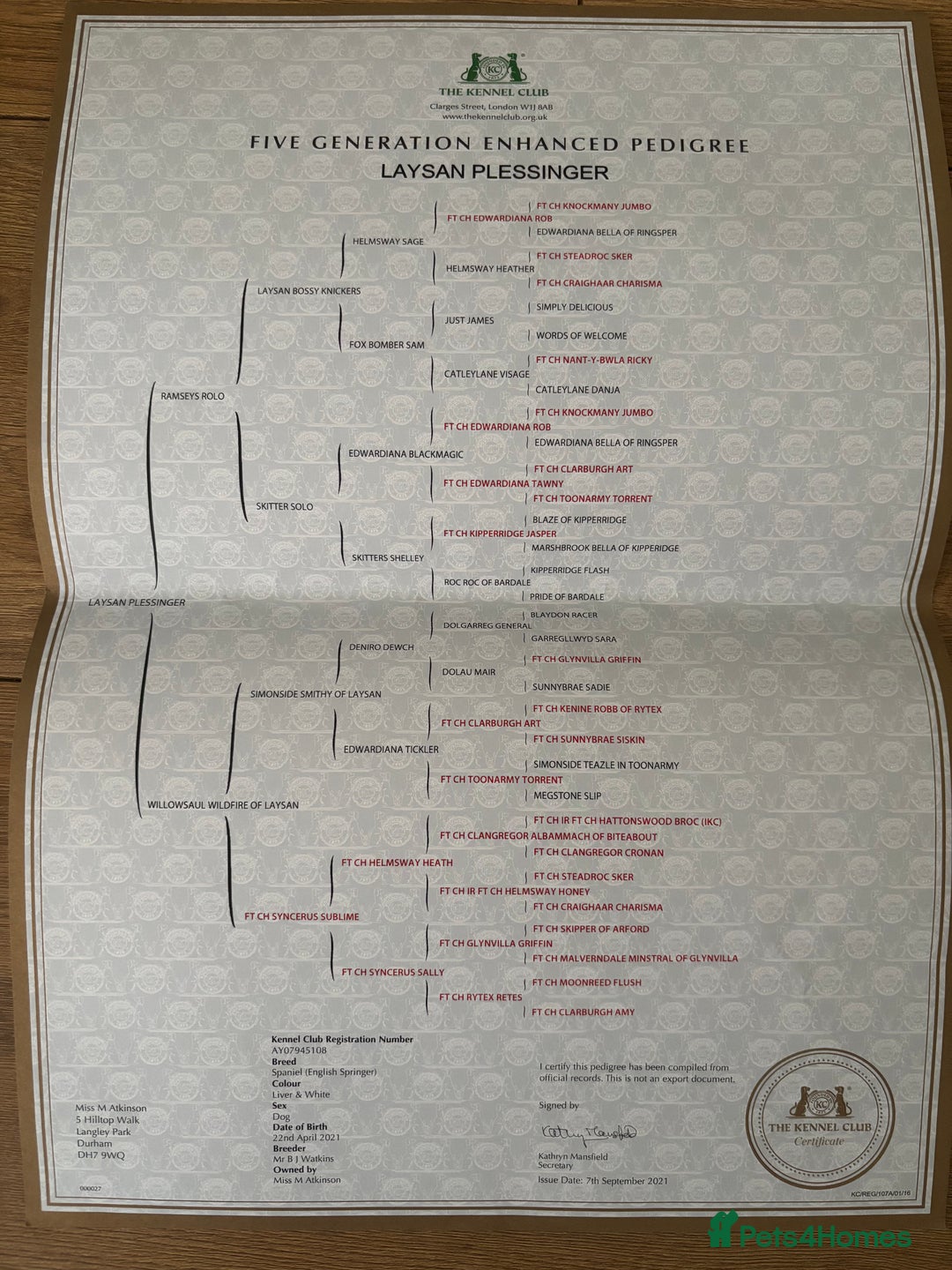 English Springer Spaniel dogs for stud: English springer spaniel *Proven* in Durham - Advert 6