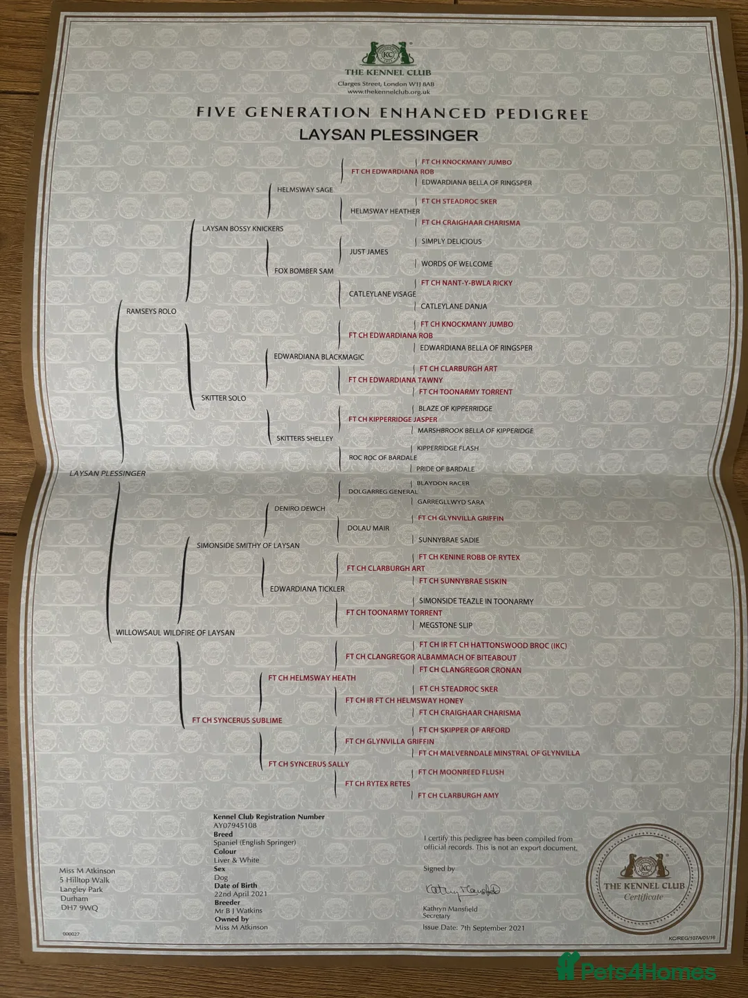 English Springer Spaniel dogs for stud: English springer spaniel  for stud *Proven* in Durham - Advert 6