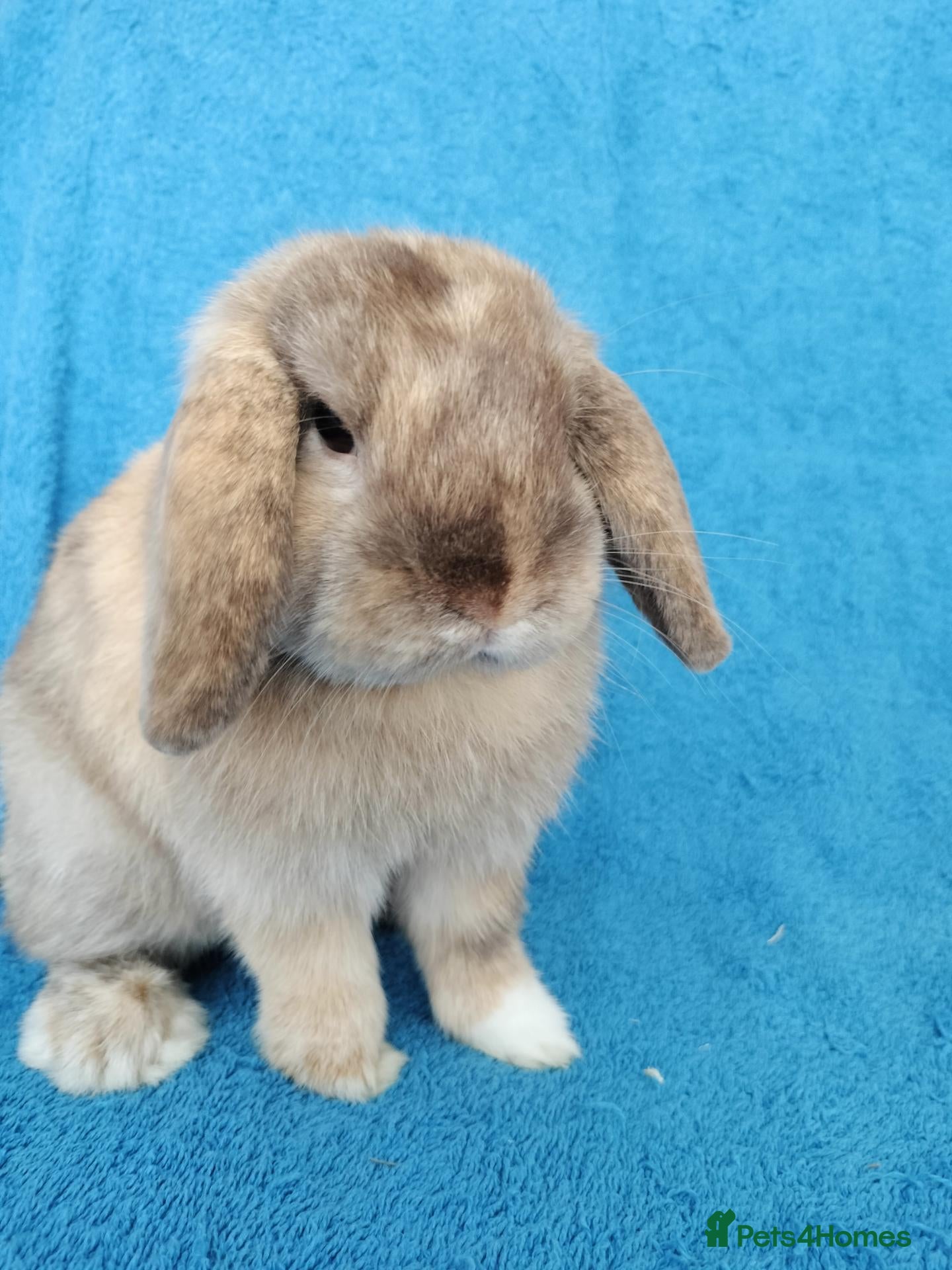 Mini Lop rabbits Adult mini lop for sale  - Advert 13