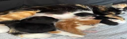 Domestic Shorthair cats for sale: 3  beautiful kittens  - Advert 11