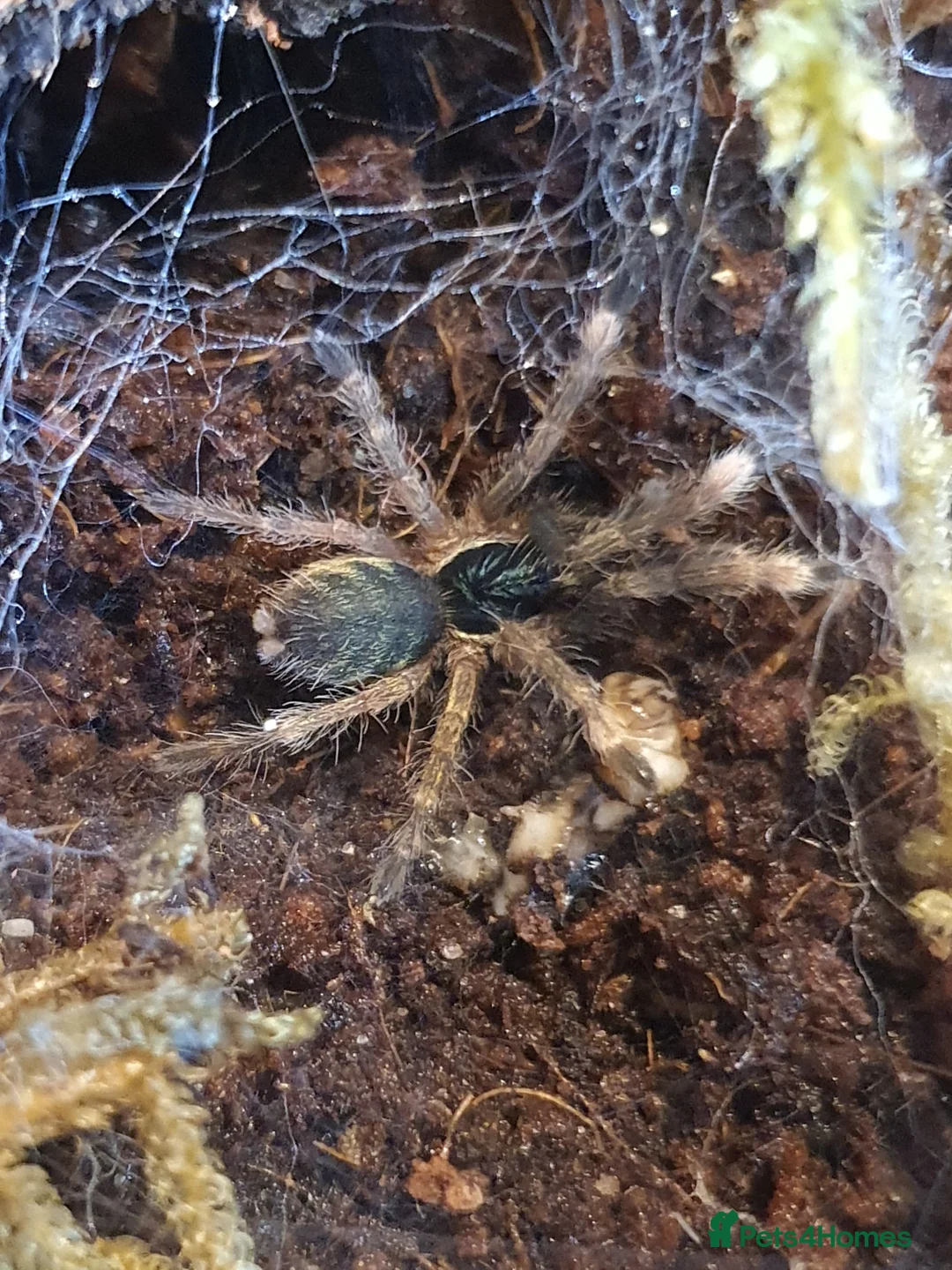 Tarantulas invertebrates for sale: Various Tarantulas for sale - Advert 2