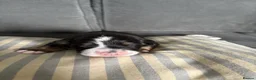 Bernese Mountain Dog dogs for sale: Bernese Mountain Dog Puppies - Advert 3