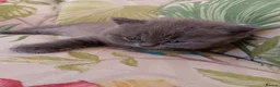 British Shorthair cats for sale: Outstanding British Blue kittens  - Advert 9