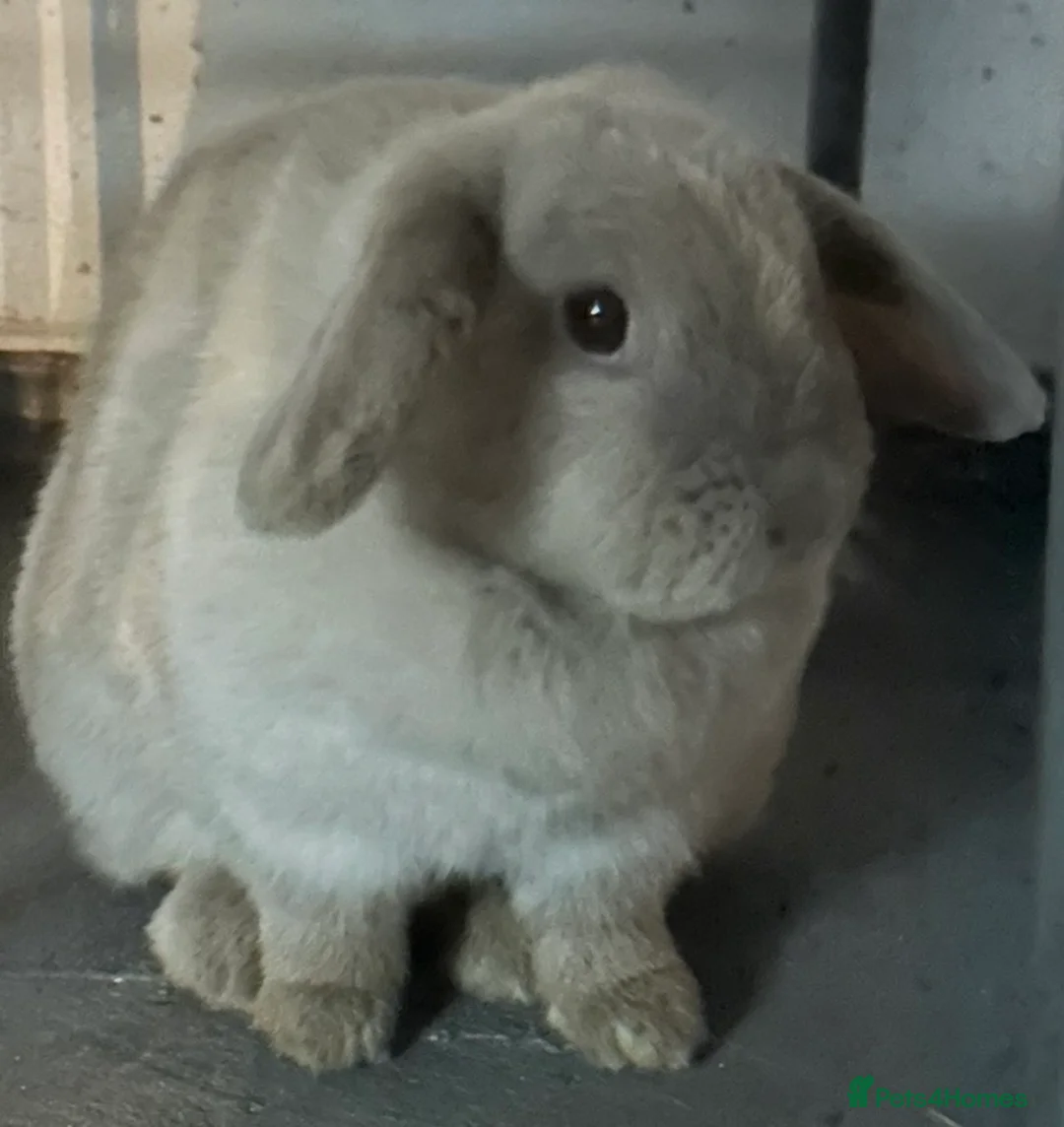 Mini Lop rabbits for sale: female mini lop needing a rehome - Advert 6