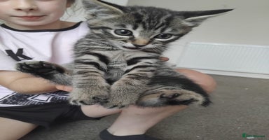 Mixed Breed cats - Advert 11