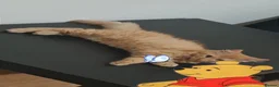 Ragcoon cats for sale: 1 boy looking for his forever home  in Annan - Advert 7