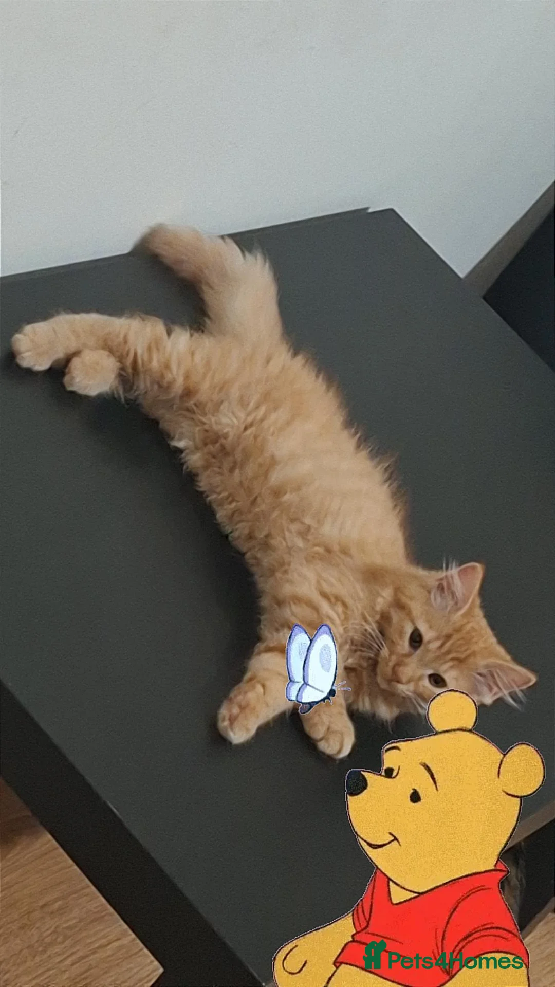 Ragcoon cats for sale: 1 boy looking for his forever home  in Annan - Advert 7