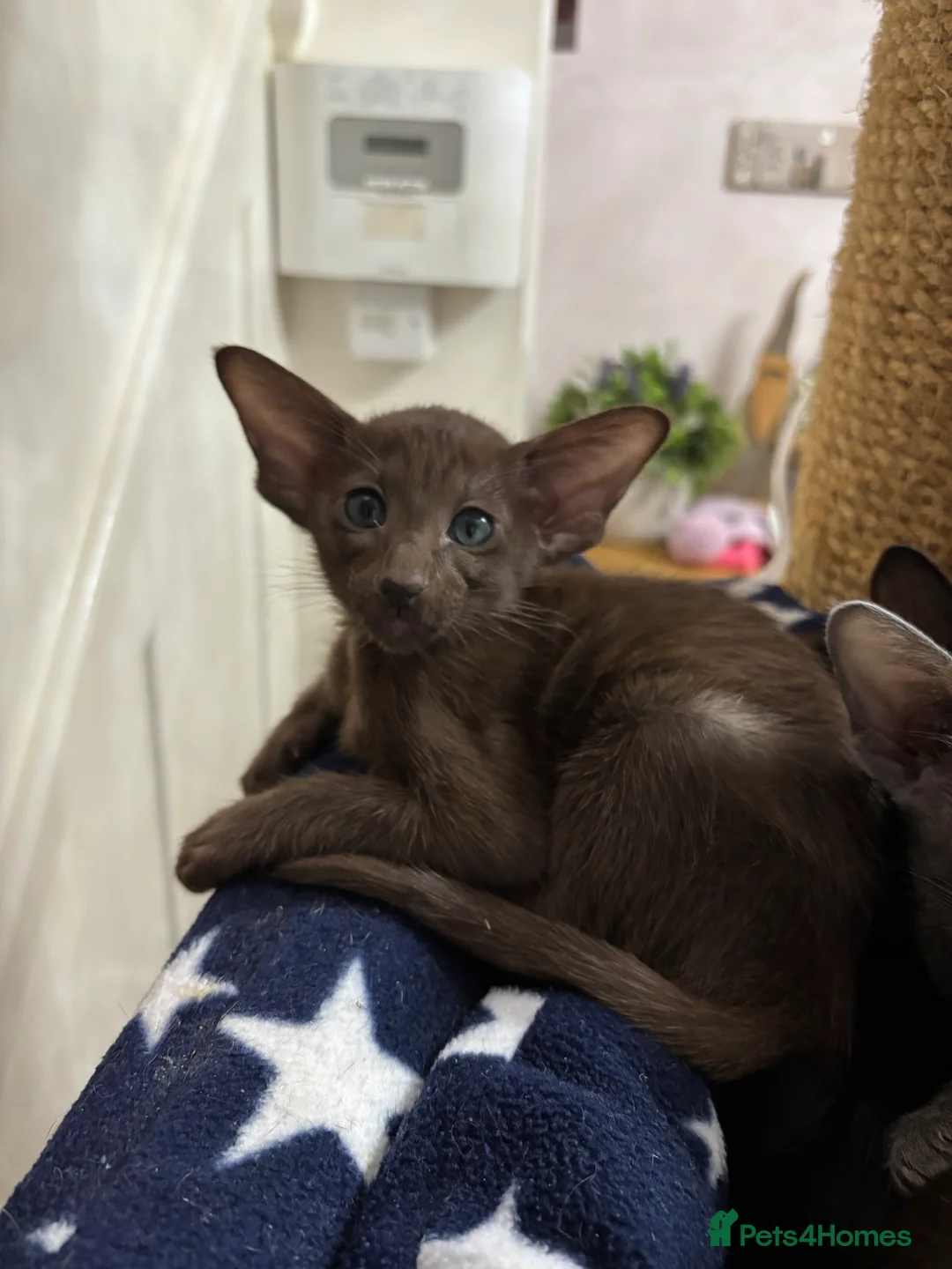 Oriental cats for sale: AMAZING ORIENTALS - Advert 5