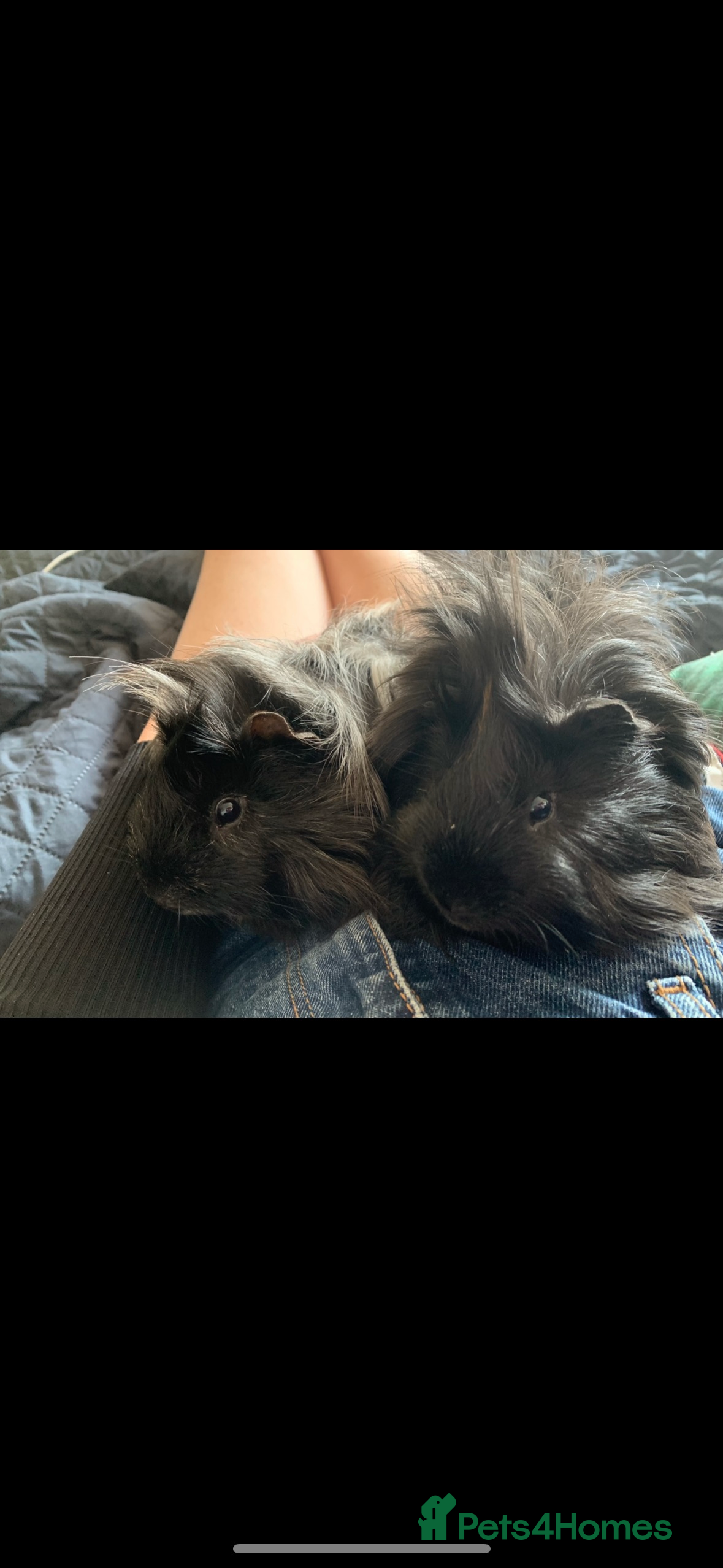 Guinea Pig rodents 2 bonded male guinea pigs for rehoming  - Advert 1