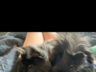 Guinea Pig rodents 2 bonded male guinea pigs for rehoming - Advert 6