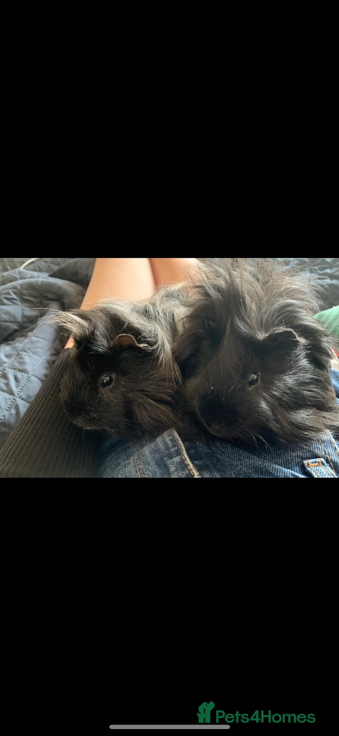 Guinea Pig rodents for sale: 2 bonded male guinea pigs for rehoming  - Advert 1