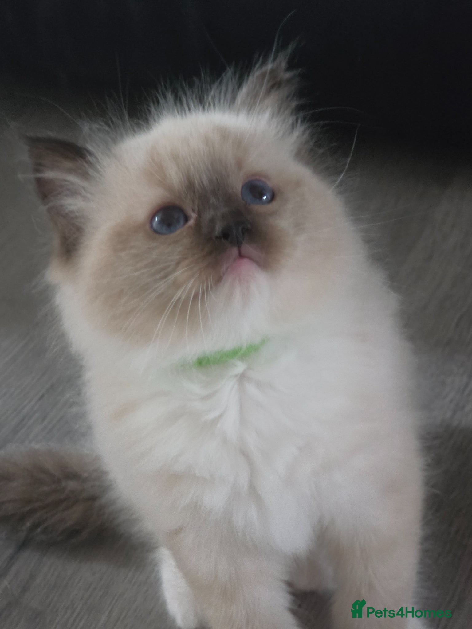 Ragdoll cats Full pedigree Ragdolls  - Advert 6