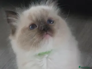 Ragdoll cats Full pedigree Ragdolls - Advert 6