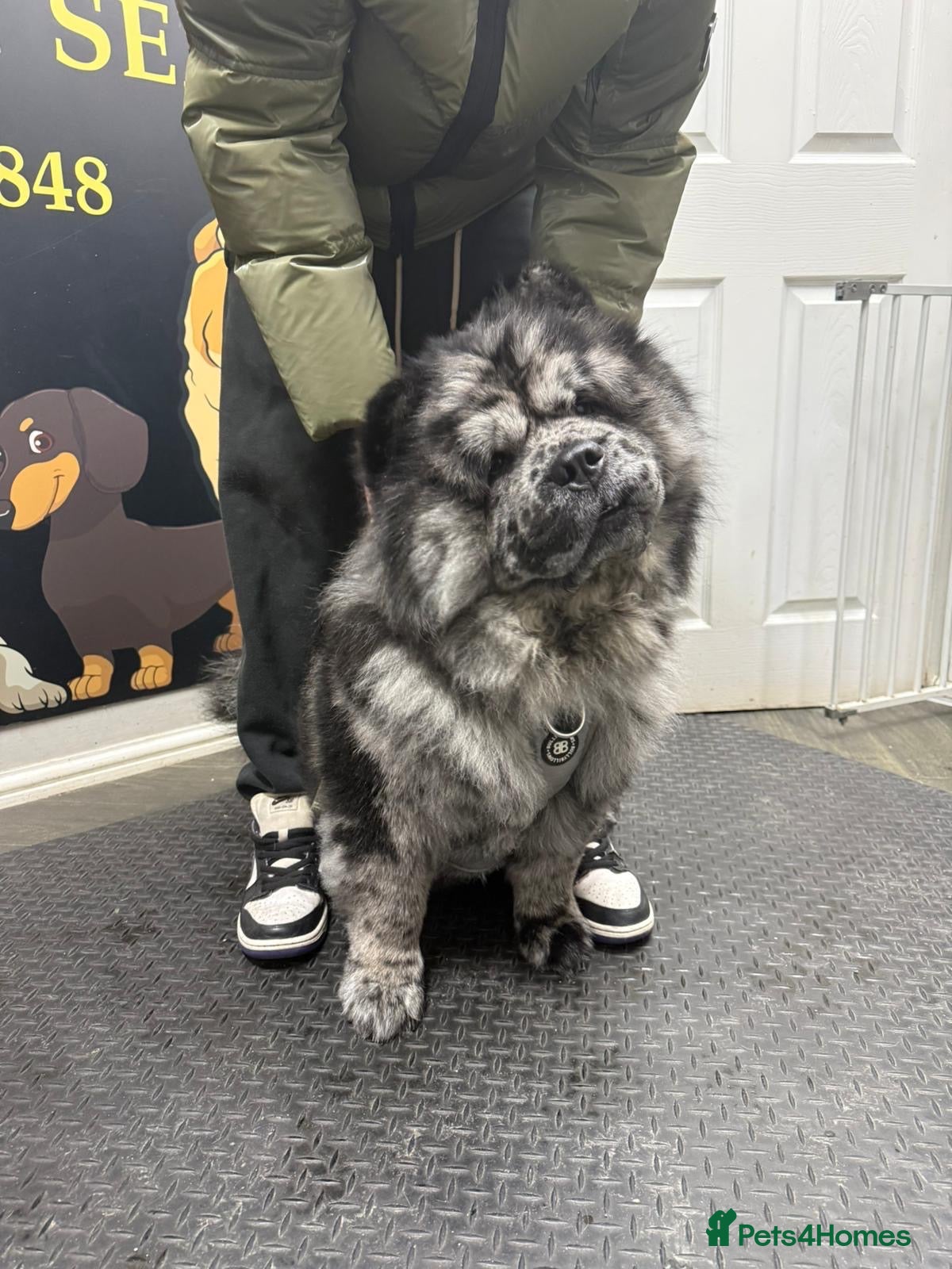 Chow Chow dogs Zoro Black Merle STUD Carrying Blue 💙 & Choc 🍫 - Advert 8