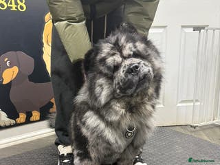 Chow Chow dogs Zoro Black Merle STUD Carrying Blue 💙 & Choc 🍫 - Advert 8