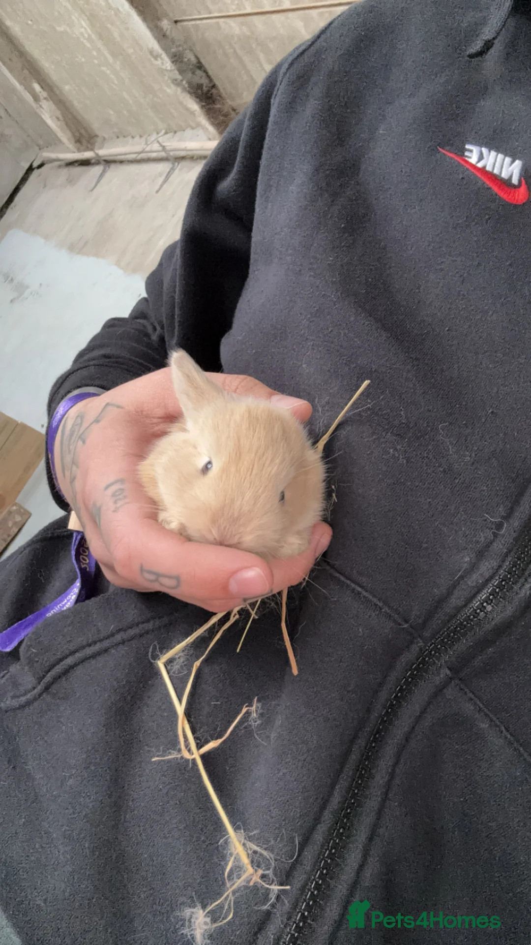 Mini Lop rabbits for sale: Mini lop in Treorchy - Advert 4