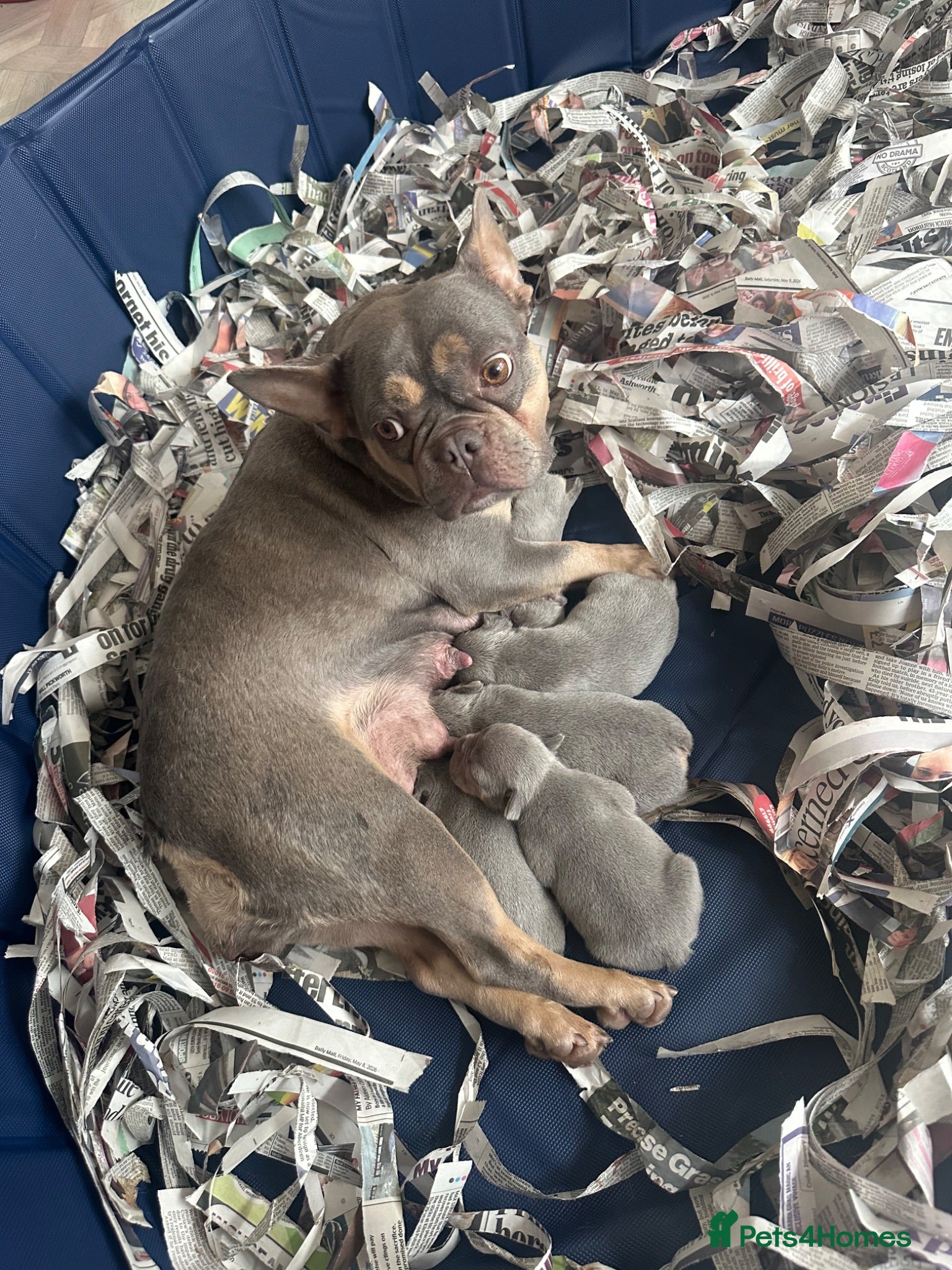 French Bulldog dogs French bulldog puppies  - Advert 2