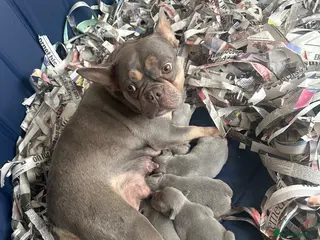 French Bulldog dogs French bulldog puppies - Advert 1