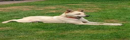 Mixed Breed dogs for adoption: ❤️🐶 STELLA – SMALL BODY, HUGE HEART, ENDLESS LOVE in Burton-on-Trent - Advert 19