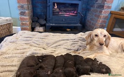 Cockapoo dogs for sale: Beautiful litter of chocolate cockapoo puppies  - Advert 2