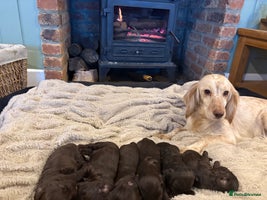 Cockapoo dogs Beautiful litter of chocolate cockapoo puppies - Advert 5