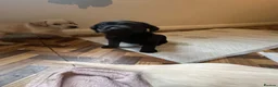 Labrador Retriever dogs for sale: Stunning Labrador puppies for sale - Advert 9