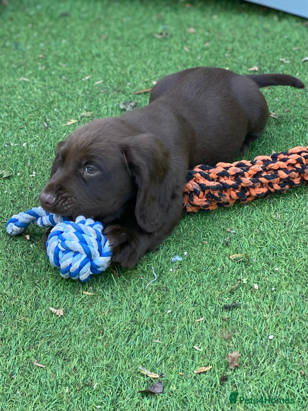 Cocker Spaniel dogs for sale: Health Tested Working Cocker Pups - Image 6