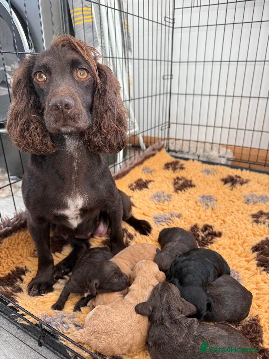 Cockapoo dogs for sale: F1 Cockerpoo Puppies For Sale  - Advert 6