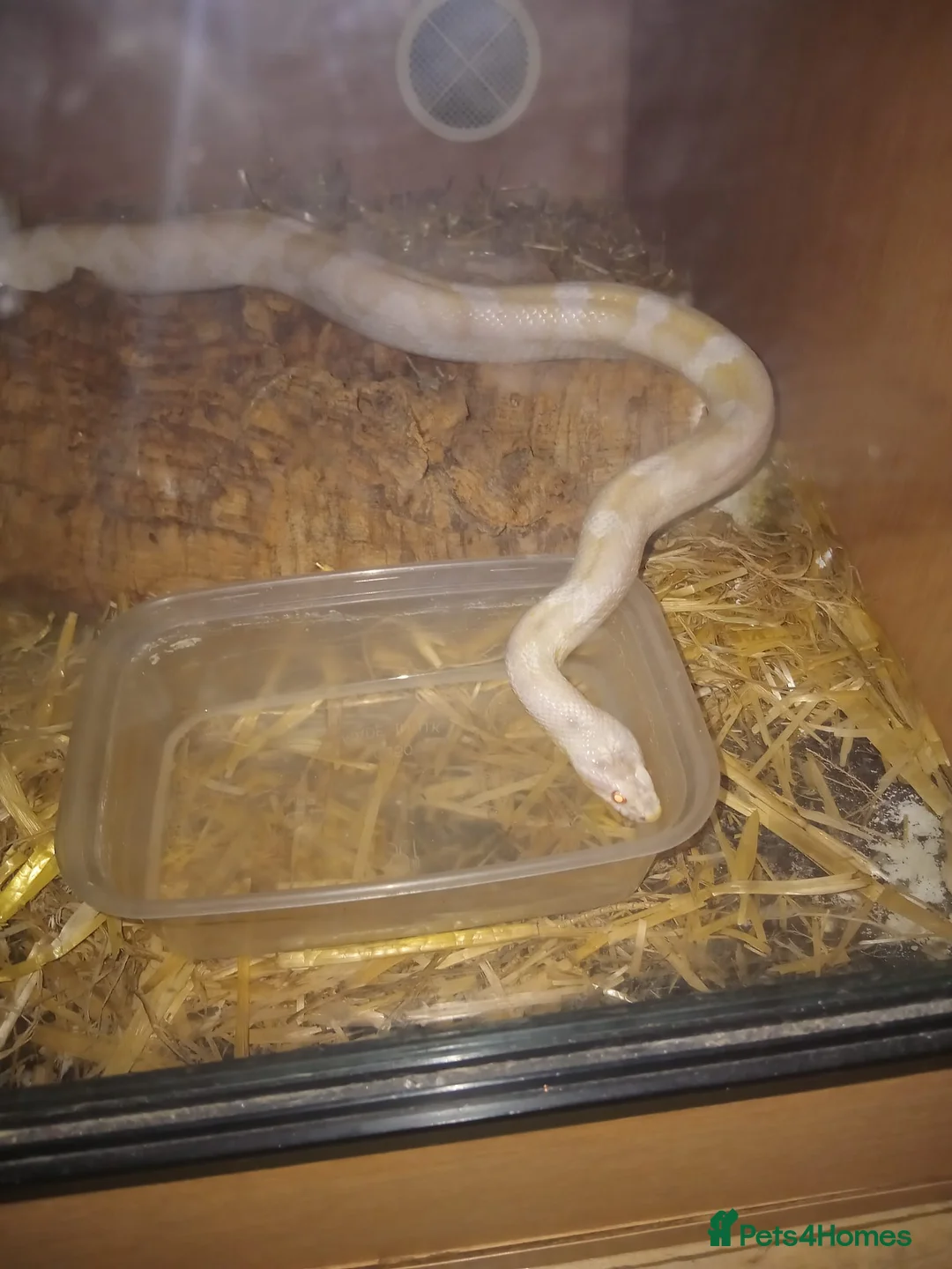 Corn Snake reptiles for sale: Corn snake  in Leeds - Advert 4