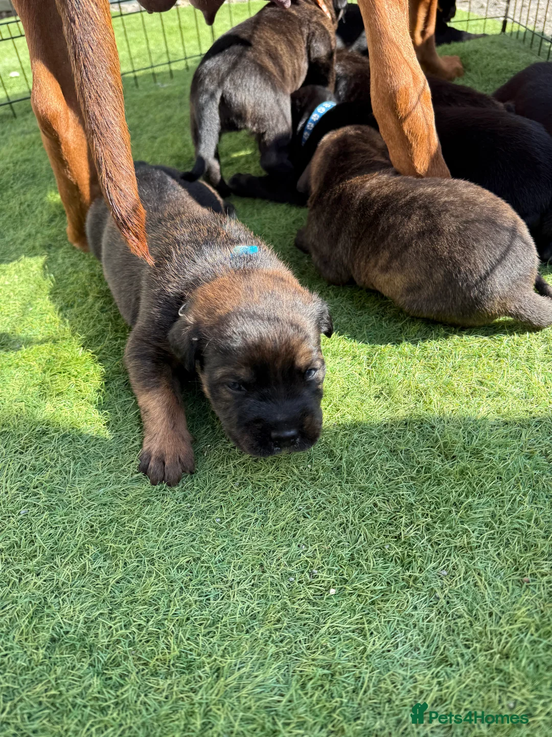 Mixed Breed dogs for sale: ❣️READY NEXT WEEK❣️Cane Corso cross ❣️ - Advert 36