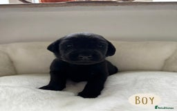 Labrador Retriever dogs for sale: Labrador Puppies For Sale  - Image 13