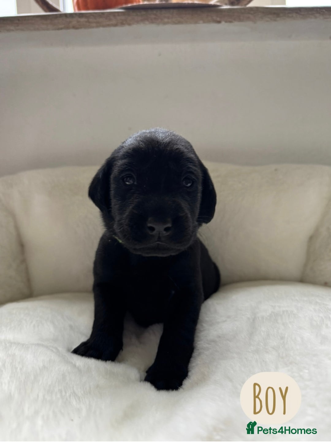 Labrador Retriever dogs for sale: Labrador Puppies For Sale  - Image 13